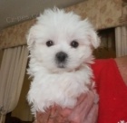 roztomil� miniaturn� sn�hov� b�l� maltsk� �t���tka k prodeji. 