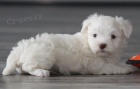 Kr�sn� a zdrav� sn�hov� b�l� �t���tka Havanese na prodej.