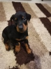 �t��ata dobermana jsou k dispozici pro p�esm�rov�n�.