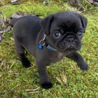 Kr�sn� o�kovan� �ern� a b�ov� �t��ata mops� na prodej. 