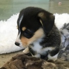 �t��ata Welsh Corgi Pembroke na prodej.