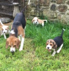 Velkolep� trikolorn� beagle na prodej.