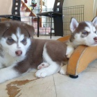 sibi�sk� husky