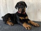 Kr�sn� �t���tka dobermana k adopci.