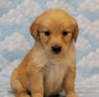 zlat� retr�vr �t�n�.