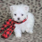 maltsk� �t��ata k prodeji.