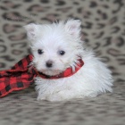 maltsk� �t��ata k prodeji.