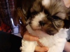 �t��ata shih tzu