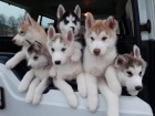 Sibi�sk� husky FCI 