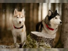 Sibi�sk� husky FCI 