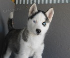 SIBI�SK� HUSKY