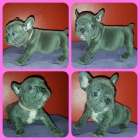 Kr�sn� francouzsk� buldo�ek na prodej.