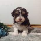 kr�sn� havansk� �t��ata. 