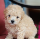 �t��ata trpasli��ch pudl� na prodej. 