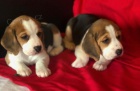 �t��ata beagle na prodej.