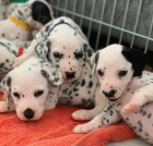Dalmatsk� �t��ata na prodej
