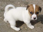 st�edn� �t��ata jack russell na prodej