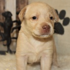 Kr�sn� �t��ata labradorsk�ho retr�vra na prodej. 