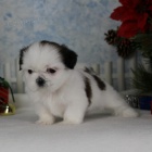 Velmi roztomil� �t���tka shih tzu na prodej.