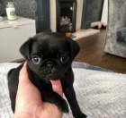 Kr�sn� �t���tka mops� na prodej. 