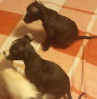 Americk� staford bez PP