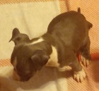 Americk� staford bez PP