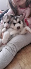 Sibi�sk� Husky-original husky s PP