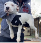 Dogo Argentino �t��ata