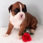 Zdrav� a od�erven� �t��ata n�meck�ho boxera k adopci.