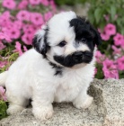 zdrav� kr�sn� havansk� �t��ata. 