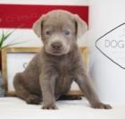 O�kovan� a od�erven� Kr�sn� �t���tka labradorsk�ho retr�vra na prodej. 