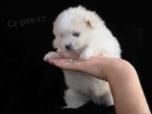 Pomeranian zdrav� kr�sn� �t��ata na prodej. �t���tka jsou and�lci. 