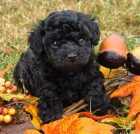 N�dhern� a skvostn� �t��ata trpasli��ch pudl� k prodeji.