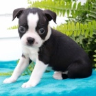 O�kovan� �t��ata bostonsk�ch teri�r� k prodeji.