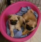 Kr�sn� o�kovan� b�ov� a �ern� �t���tka mops� na prodej.