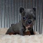 Kr�sn� francouzsk� buldo�ek na prodej.