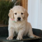 N�dhern� a kr�sn� �t�n� zlat�ho retr�vra k adopci. 