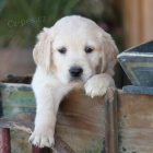 N�dhern� a kr�sn� �t�n� zlat�ho retr�vra k adopci. 