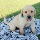 Kr�sn� �t��ata labradorsk�ho retr�vra na prodej.