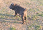 Shar pei �t��ata