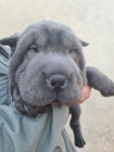 Shar pei �t��ata