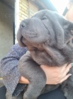 Shar pei �t��ata