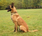 MALINOIS