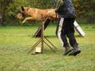 MALINOIS