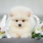 b�l� �ena pomeranian