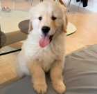 ZLAT� RETRIEVER �t��ata