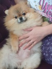 Pomeranian �t��ata medv�dka