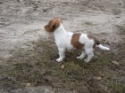 Jack Russell Terrier mui a eny