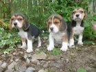 beagle