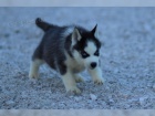 �istokrevn� Sibi�sk� Husky s PP